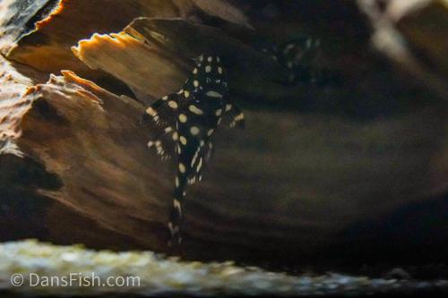 L471 Mini Snowball Pleco