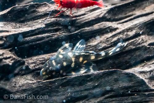 L471 Mini Snowball Pleco