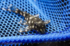 L471 Mini Snowball Pleco