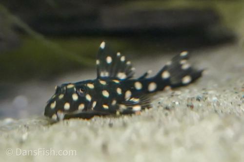 L471 Mini Snowball Pleco