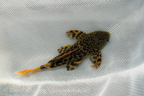 Leopard Cactus Pleco L600 / LDA73