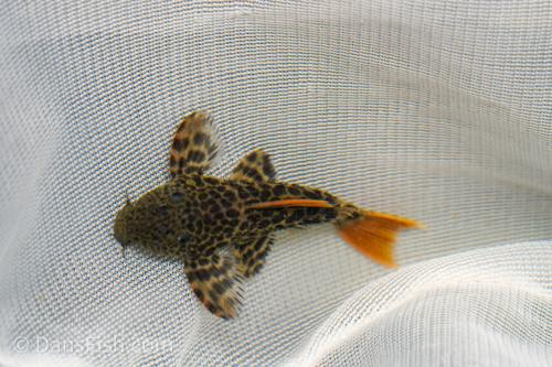 Leopard Cactus Pleco L600 / LDA73