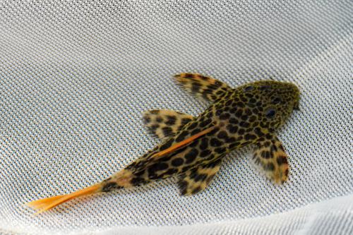 Leopard Cactus Pleco L600 / LDA73