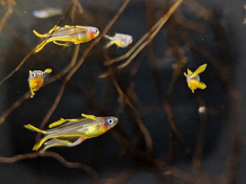 Fork Tail Blue Eye Rainbowfish