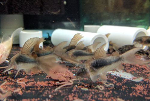 Long Fin Cory Aeneus