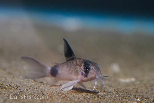 Long Fin Panda Cory