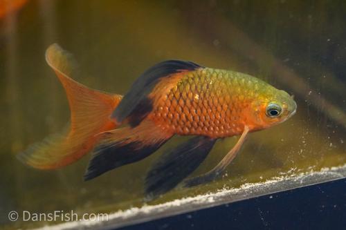 Long Fin Rosy Barb