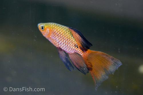 Long Fin Rosy Barb
