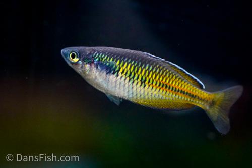 Melanotaenia boesemani "Aves Creek"