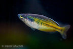 Melanotaenia boesemani "Aves Creek"