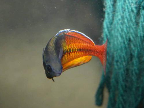Melanotaenia boesemani "Aves Creek"
