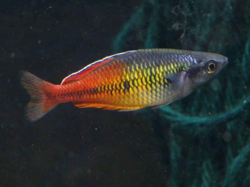 Melanotaenia boesemani "Aves Creek"