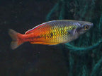 Melanotaenia boesemani "Aves Creek"