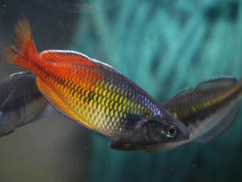 Melanotaenia boesemani "Aves Creek"