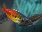 Melanotaenia boesemani "Aves Creek"