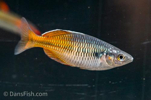 Melanotaenia boesemani "Aytinjo"