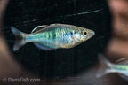 Melanotaenia boesemani "Aytinjo"