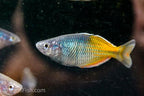 Melanotaenia boesemani "Aytinjo"