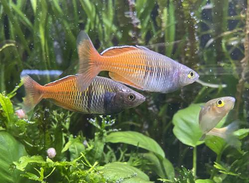 Melanotaenia boesemani "Aves Creek"