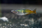 Melanotaenia boesemani "Aytinjo"