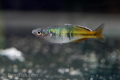 Melanotaenia boesemani "Aytinjo"