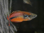 Melanotaenia klasioensis "Klasio Creek"