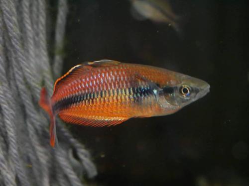 Melanotaenia klasioensis "Klasio Creek"