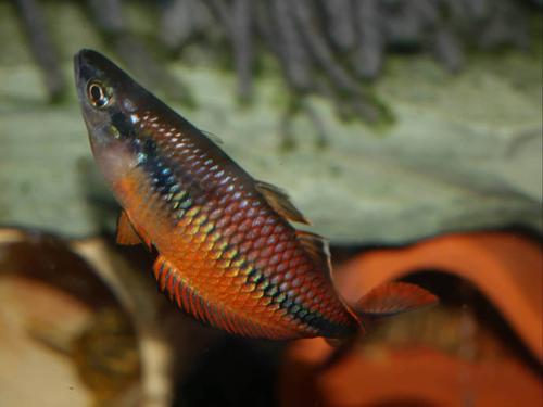 Melanotaenia klasioensis "Klasio Creek"