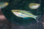 Painted Rainbowfish