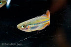 Painted Rainbowfish