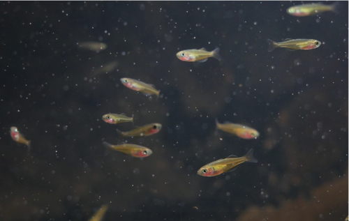 Melanotaenia sp. "Kali Tawa"