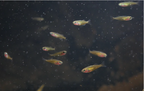 Melanotaenia sp. "Kali Tawa"