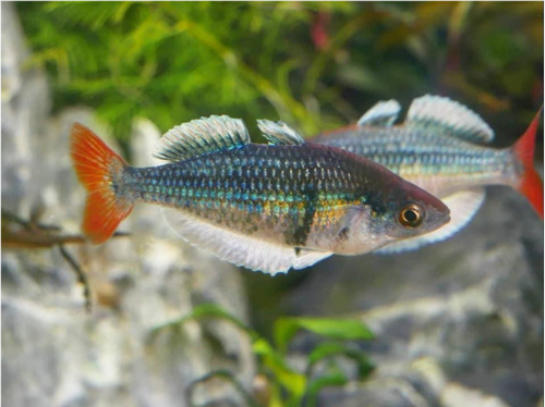 Melanotaenia sp. "Kali Tawa"