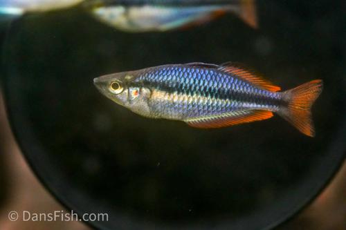 Melanotaenia trifasciata 'Habgood River'