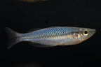 Melanotaenia trifasciata 'Habgood River'