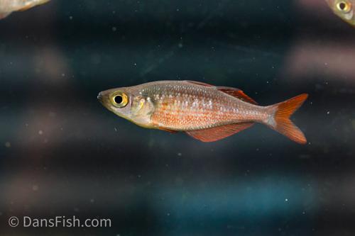 Millennium Rainbow 'Lake Yaniruk'