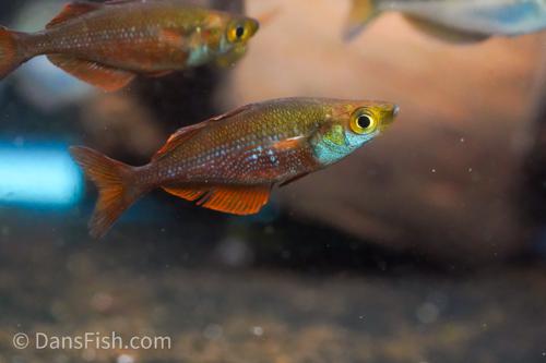 Millennium Rainbow 'Lake Yaniruk'