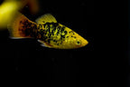 Neon Yellow Calico Platy
