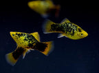 Neon Yellow Calico Platy