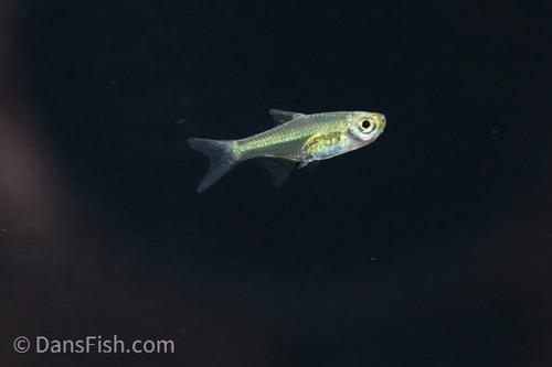 Neon Green Kubotai Rasbora