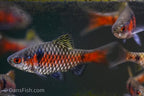 Odessa Barb