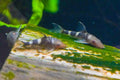 Orange Zebra Otocinclus 'Corrientes'