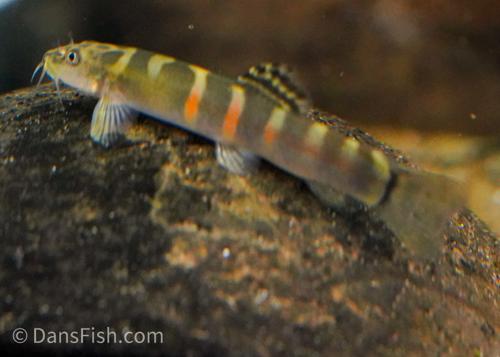 Orange Saddle Sumo Loach II