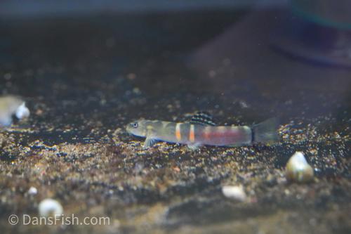 Orange Saddle Sumo Loach II