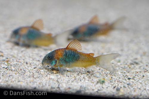 Orange Venezuelan Cory