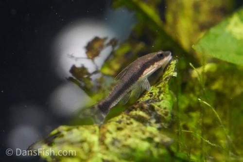 Otocinclus 'Rio Tapiche'