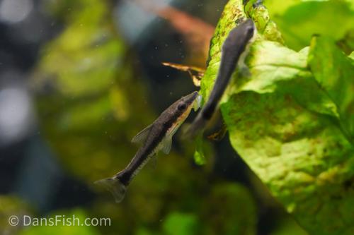 Otocinclus 'Rio Tapiche'
