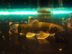 Panda Garra
