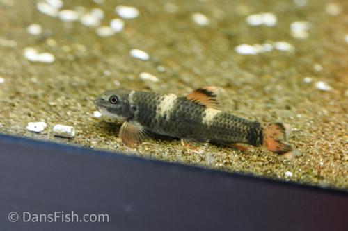 Panda Garra