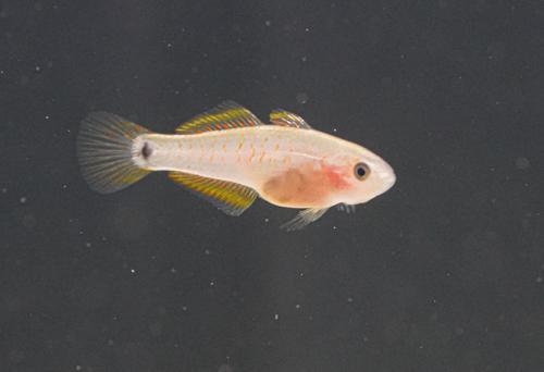 Peacock Gudgeon